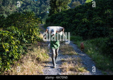 L'exercice de sélection de fèves provenant du domaine, ferme de café Hacienda Venecia, Manizales, Colombie Banque D'Images