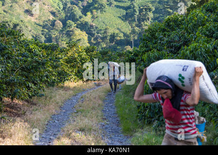 Pickers transportant du champ de haricots, Hacienda Venecia Ferme de café, Manizales, Colombie Banque D'Images