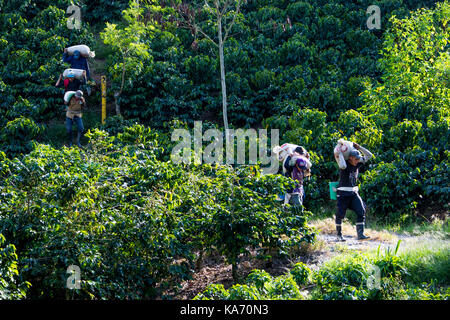 Pickers transportant du champ de haricots, Hacienda Venecia Ferme de café, Manizales, Colombie Banque D'Images