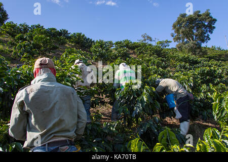 Les cueilleurs de café ou de cafeteros à l'Hacienda Venecia Ferme de café, Manizales, Colombie Banque D'Images