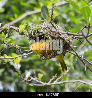 Oiseaux africains weaver dans son nid Banque D'Images