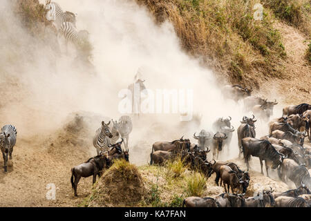 Les troupeaux de gnous bleu (Connochaetes taurinus) et zèbre des plaines (Equus burchellii) recueillir par la rivière Mara pour un passage à niveau, Masai Mara, Kenya Banque D'Images