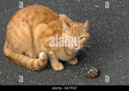 Chat domestique (Felis catus) capturés avec un campagnol des champs (Microtus arvalis), Allemagne Banque D'Images