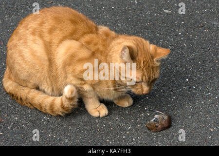 Chat domestique (Felis catus) capturés avec un campagnol des champs (Microtus arvalis), Allemagne Banque D'Images