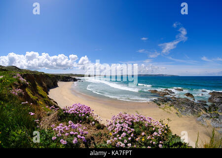 Thrift de la mer (Armeria maritima), Plage de Gwithian, près de Gwithian, baie de St Ives, Cornouailles, Angleterre, Grande-Bretagne Banque D'Images