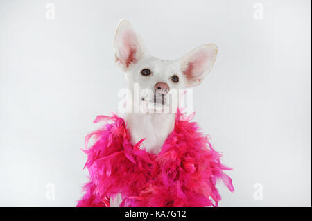 Winterlore avec boa à plumes roses, podencomischling, blanc, homme Banque D'Images