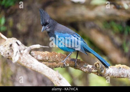 Le geai de Steller (Cyanocitta stelleri) à Ucluelet, British Columbia, canada Banque D'Images