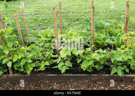 La floraison de jeunes plants de haricots, Phaseolus coccineus, dans lit de jardin Banque D'Images