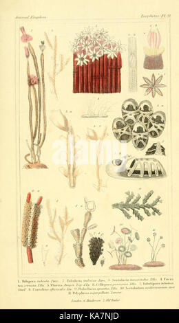 Ce travail fournit un aperçu organisé du règne animal, détaillant sa classification et les fondements de la zoologie. Il offre un cadre complet pour comprendre la biologie animale et la taxonomie, en se concentrant sur l'arrangement systématique des espèces et leur histoire naturelle. Banque D'Images