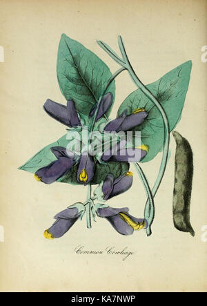 La flore de l'Amérique (10172235265) Banque D'Images