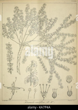 Cet ouvrage botanique, 'la flore sylvatica pour l'Inde du Sud', fournit des descriptions détaillées et des illustrations des espèces végétales indigènes de la région. Banque D'Images