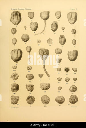 Les flexibilia Crinoidea (9669648821) Banque D'Images
