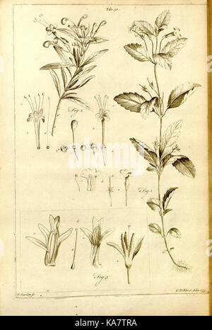 Une illustration tirée de l'histoire civile et naturelle de la Jamaïque, représentant des plantes indigènes. Ce travail met en lumière la diversité botanique de la Jamaïque au XVIIIe siècle. Banque D'Images