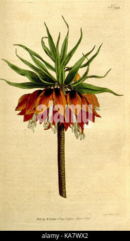 Le Jardin botanique d'un magazine ou d'un jardin de fleurs, affiché (194) de la plaque (8559505675) Banque D'Images