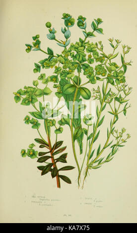 Les plantes à fleurs, d'herbes, de carex et de fougères, de Grande-Bretagne (Pl. 196) (8517629981) Banque D'Images