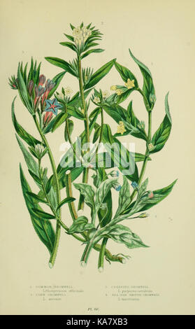 Cette image présente une illustration détaillée de diverses plantes à fleurs, herbes, sédiments et fougères originaires de Grande-Bretagne, mettant en valeur la biodiversité et la vie végétale de la région. Banque D'Images