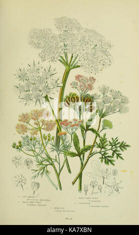 Les plantes à fleurs, d'herbes, de carex et de fougères, de Grande-Bretagne (Pl. 95) (8516221212) Banque D'Images