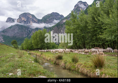 Troupeau de sheeppacage dans une colline au printemps - Trentin-Haut-Adige - Tyrol du Sud - Italie du Nord Banque D'Images