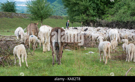 Troupeau de moutons paissant dans une colline au printemps. Ovis aries. Trentin-haut-Adige, Italie. Banque D'Images