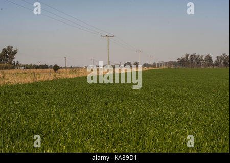 Buenos Aires, Buenos Aires, Argentine. Sep 23, 2017 champs de sorgho. près de firmat, Santa Fe, Argentine. crédit : Patricio murphy/zuma/Alamy fil live news Banque D'Images