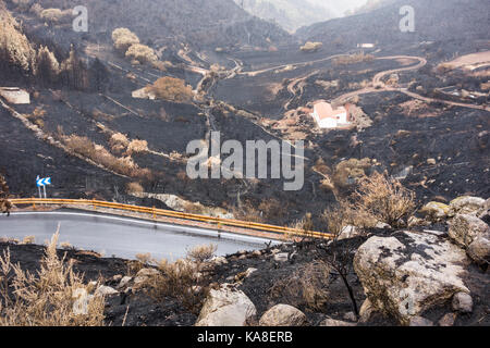 Gran Canaria, îles Canaries, Espagne, le 25 septembre, 2017. Les routes de montagne rouvrir 5 jours après l'énorme feu de forêt fait rage au moyen de 2 800 hectares de forêts de pins. Une femme de 60 ans est mort dans l'incendie qu'elle essayait de rassembler le bétail près de sa petite ferme de montagne. Des centaines de personnes part faire partir des villages de montagne. photo : un appel à cette ferme de montagne, entouré d'arbres calcinés et des arbustaies. Credit : Alan dawson/Alamy live news Banque D'Images