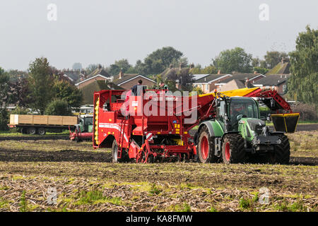 Hesketh Bank, Lancashire. Météo britannique. 26 Septembre, 2017. Conditions de fine avec une récolte de pommes de terre automatique Grimme Allemand SV 260 récolteuse. Les journées chaudes, nuits fraîches, et un sol bien drainé sont des conditions idéales pour la culture des meilleures pommes de terre. Dans le nord l'espace de stockage principal sont récoltés en septembre, quand les jours sont de plus cool et avant le premier gel. Credit : MediaWorldImages/Alamy Live News Banque D'Images