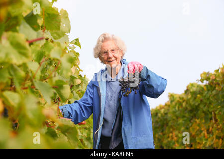 Halfpenny green, Staffordshire, Royaume-Uni. 26 septembre, 2017. 96-year-old ann hawkins commence sa vingtième année en tant que bénévole au sélecteur de raisin halfpenny green vignoble, près de wombourne Staffordshire, Royaume-Uni. Le vignoble est l'un d'environ 500 en Angleterre et au Pays de Galles. la récolte de cette année est relativement sain et sauf par temps froid précoce au printemps. Peter lopeman/Alamy live news Banque D'Images