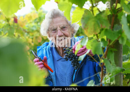 Halfpenny green, Staffordshire, Royaume-Uni. 26 septembre, 2017. 96-year-old ann hawkins commence sa vingtième année en tant que bénévole au sélecteur de raisin halfpenny green vignoble, près de wombourne Staffordshire, Royaume-Uni. Le vignoble est l'un d'environ 500 en Angleterre et au Pays de Galles. la récolte de cette année est relativement sain et sauf par temps froid précoce au printemps. Peter lopeman/Alamy live news Banque D'Images