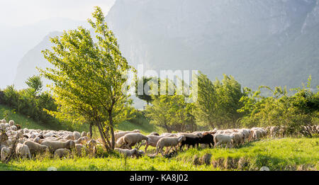 Troupeau de moutons pacage dans une colline au coucher du soleil au printemps. Banque D'Images