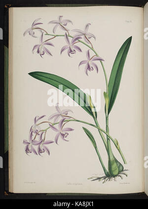 Sélectionnez orchidaceous plants. (Deuxième série) (Planche VI) BHL269608 Banque D'Images