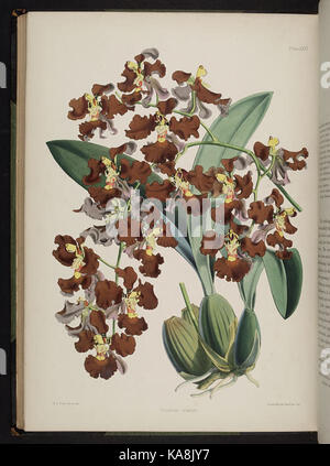 Sélectionnez orchidaceous plants. (Deuxième série) (XXVI) BHL269688 Plaque Banque D'Images