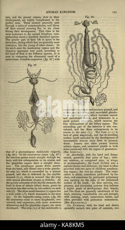 La Cyclopédie d'anatomie et de physiologie est un ouvrage de référence détaillé qui couvre la structure et les fonctions du corps humain. Cette page (111) se concentre sur des détails anatomiques spécifiques, contribuant à la compréhension de la physiologie humaine et des connaissances médicales. Banque D'Images