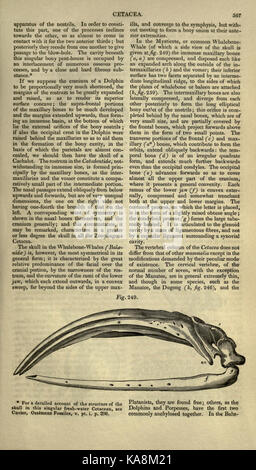 Page 567 de *la Cyclopédie d'anatomie et de physiologie* fournit des informations médicales détaillées sur l'anatomie et la physiologie humaines, en se concentrant sur des systèmes ou des fonctions corporelles spécifiques dans le cadre de ce travail de référence exhaustif. Banque D'Images
