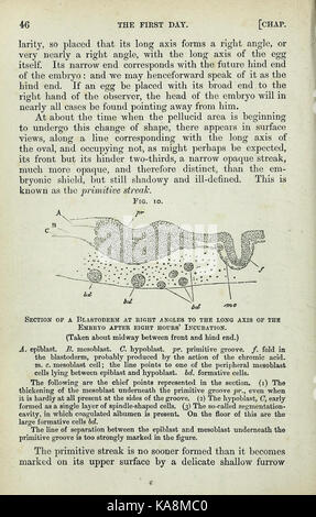 Les éléments d'embryologie, &c (page 46) BHL33381216 Banque D'Images