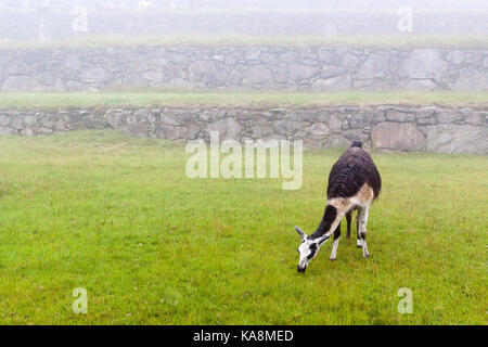 Le Machu Picchu, la ville perdue des Incas", le Pérou. Banque D'Images