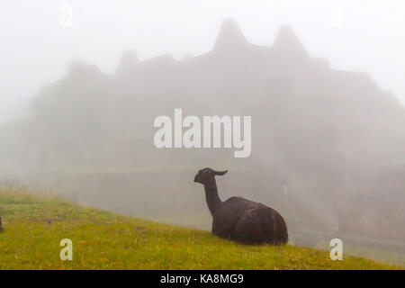 Le Machu Picchu, la ville perdue des Incas", le Pérou. Banque D'Images