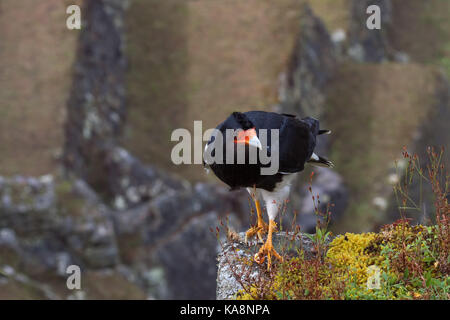 Caracara noir (Daptrius ater) est une espèce de passereau de la famille Falconidae. Le Pérou. Banque D'Images