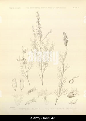 Rapport sur les enquêtes géographiques des États-Unis à l'ouest de la centième méridien (Planche II) BHL30817611 Banque D'Images