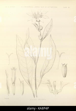 Rapport sur les enquêtes géographiques des États-Unis à l'ouest de la plaque d'un centième méridien (IX) BHL30817618 Banque D'Images