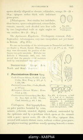 Les Britanniques rouilles (Uredinales) (page 365) BHL2991099 Banque D'Images