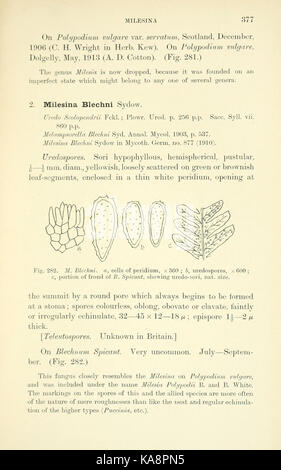 Les Britanniques rouilles (Uredinales) (page 377) BHL2991111 Banque D'Images