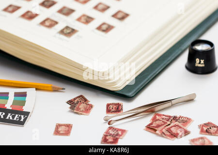 L'Angleterre. Victoria penny red stamps avec annotations dans l'album de timbres et certains timbres perdre avec des pincettes. La philatélie hobby. La philatélie. Banque D'Images