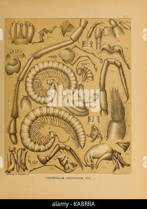 Une illustration scientifique tirée de « la faune des grottes de l'Amérique du Nord », montrant les diverses espèces qui habitent les grottes en Amérique du Nord. La plaque représente divers animaux vivant dans les grottes. Banque D'Images