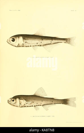 Les poissons de haute mer (des îles hawaïennes) plaque (70) (6129728311) Banque D'Images