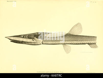 Les poissons de haute mer (des îles hawaïennes) plaque (75) (6129729409) Banque D'Images