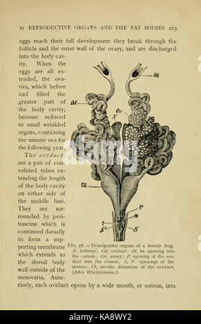 La biologie de la grenouille (page 213, fig. 58) BHL7720411 Banque D'Images