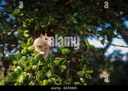 La masse de la Californie un écureuil dans un arbre à Pacific Grove, Californie, Etats-Unis, près de 17-Mile Drive et Monterey Banque D'Images