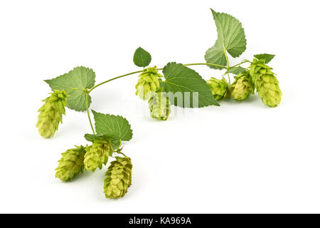 Cônes de houblon isolé sur le fond blanc. Banque D'Images