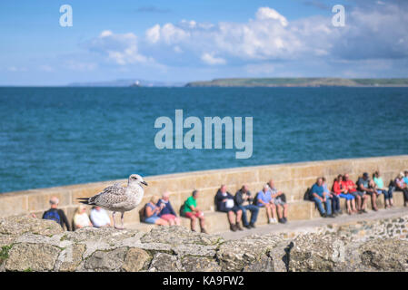St Ives - un goéland immature perché sur un mur avec les vacanciers en arrière-plan se détendre au soleil sur un quai à St Ives en Cornouailles. Banque D'Images