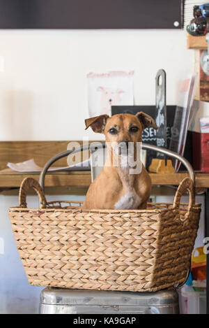 Animal de compagnie - un chien assis dans un panier. Banque D'Images